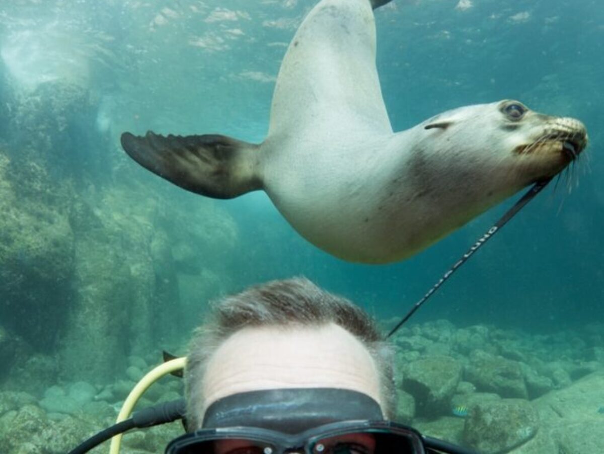 seal and man underwater