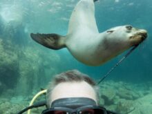 seal and man underwater