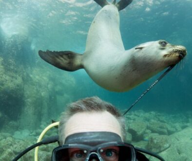 seal and man underwater