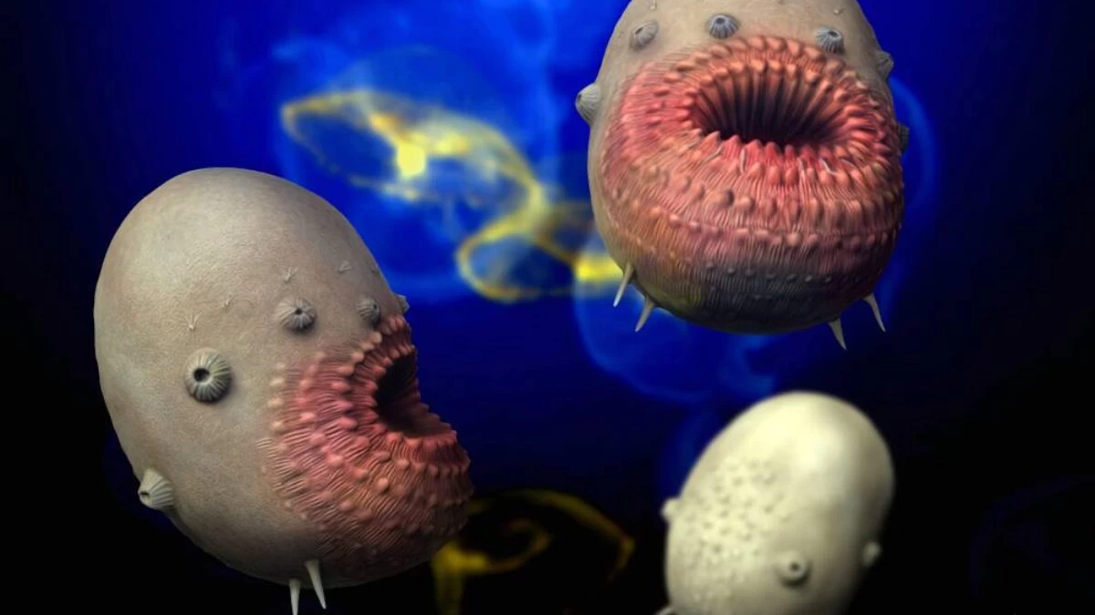 Saccorhytus coronarius