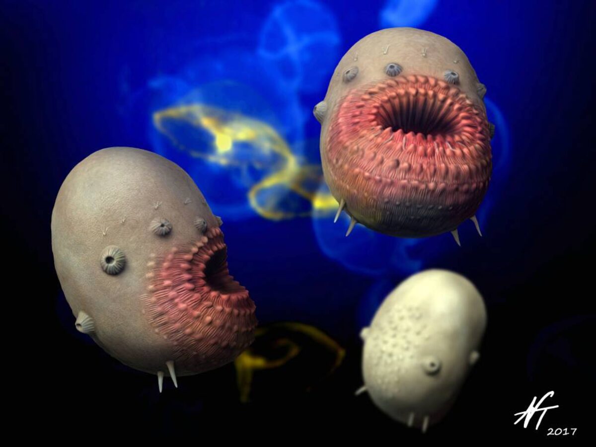 Saccorhytus coronarius