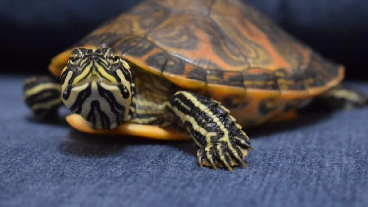 black and yellow turtle on gray textile
