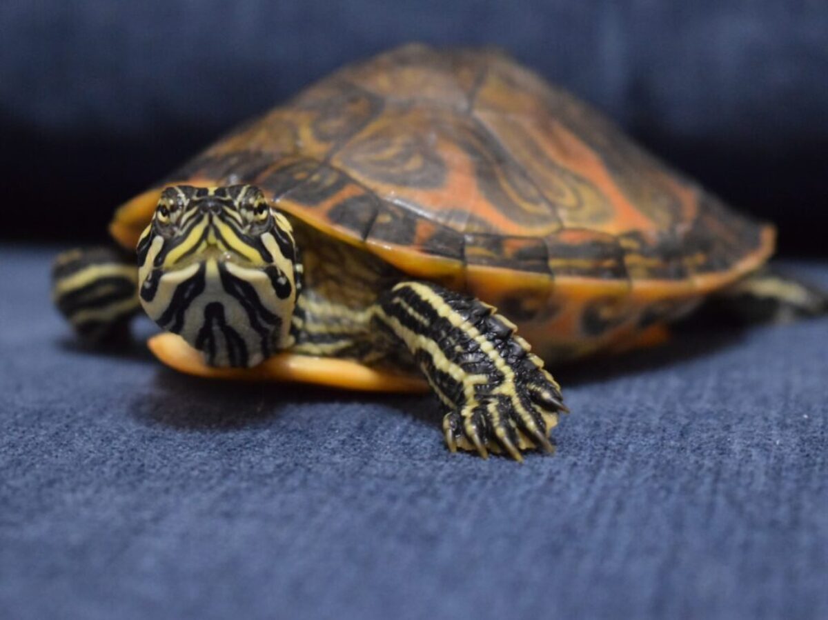 black and yellow turtle on gray textile