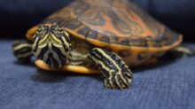 black and yellow turtle on gray textile