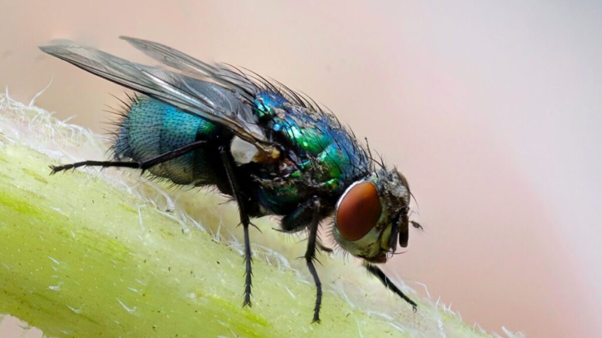 macro photograph of blue fly on plant's stem