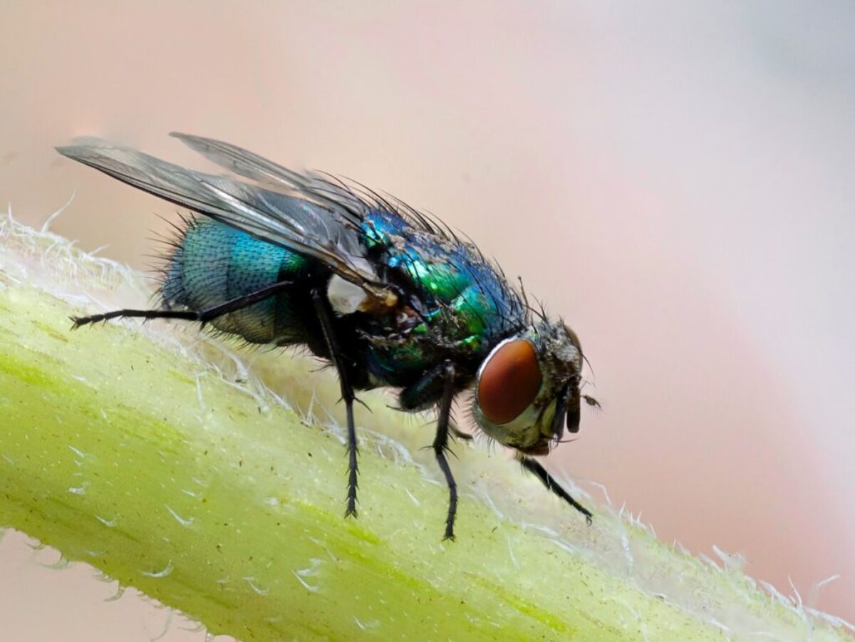 macro photograph of blue fly on plant's stem