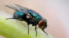 macro photograph of blue fly on plant's stem