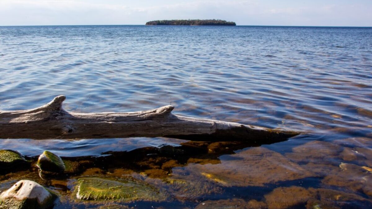 brown wooden log on body of water during daytime