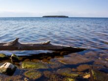 brown wooden log on body of water during daytime