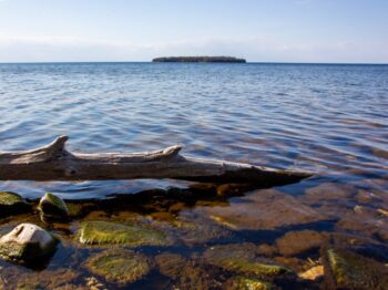 brown wooden log on body of water during daytime