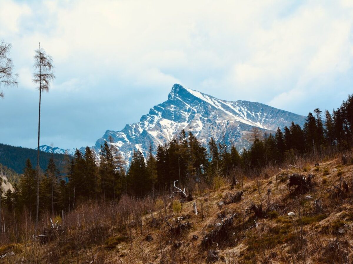 green grass field near snow covered mountain during daytime