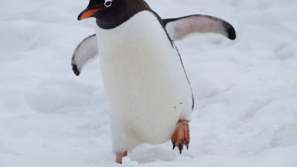 white and black penguin on snow covered ground during daytime