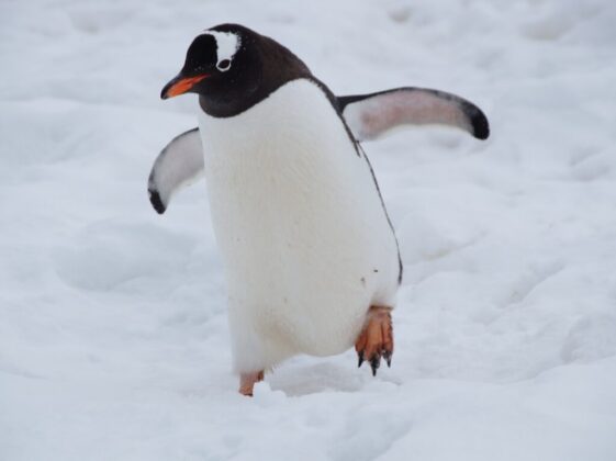 white and black penguin on snow covered ground during daytime
