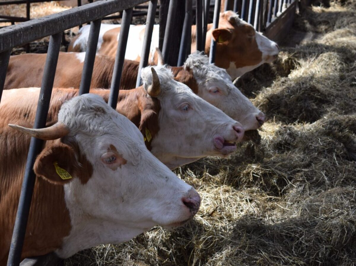 four brown and white cattles in cage