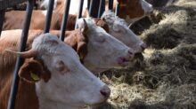 four brown and white cattles in cage