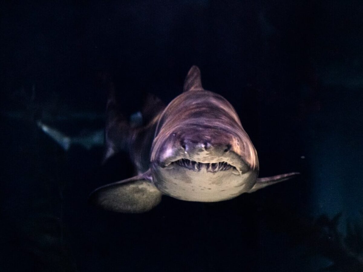 close-up of gray shark