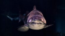 close-up of gray shark