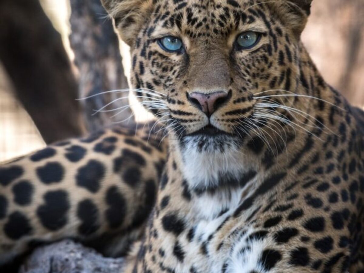 Tiger animal