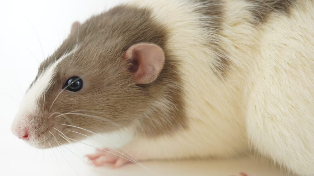 white and brown hamster on white surface