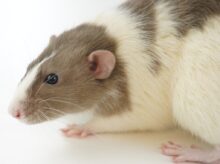 white and brown hamster on white surface