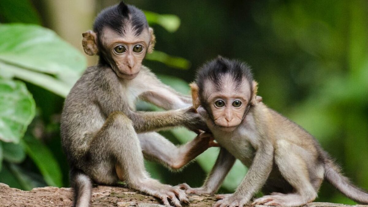 two baby monkeys on gray tree branch