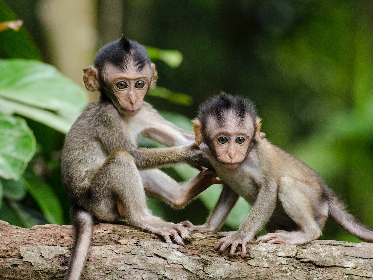 two baby monkeys on gray tree branch