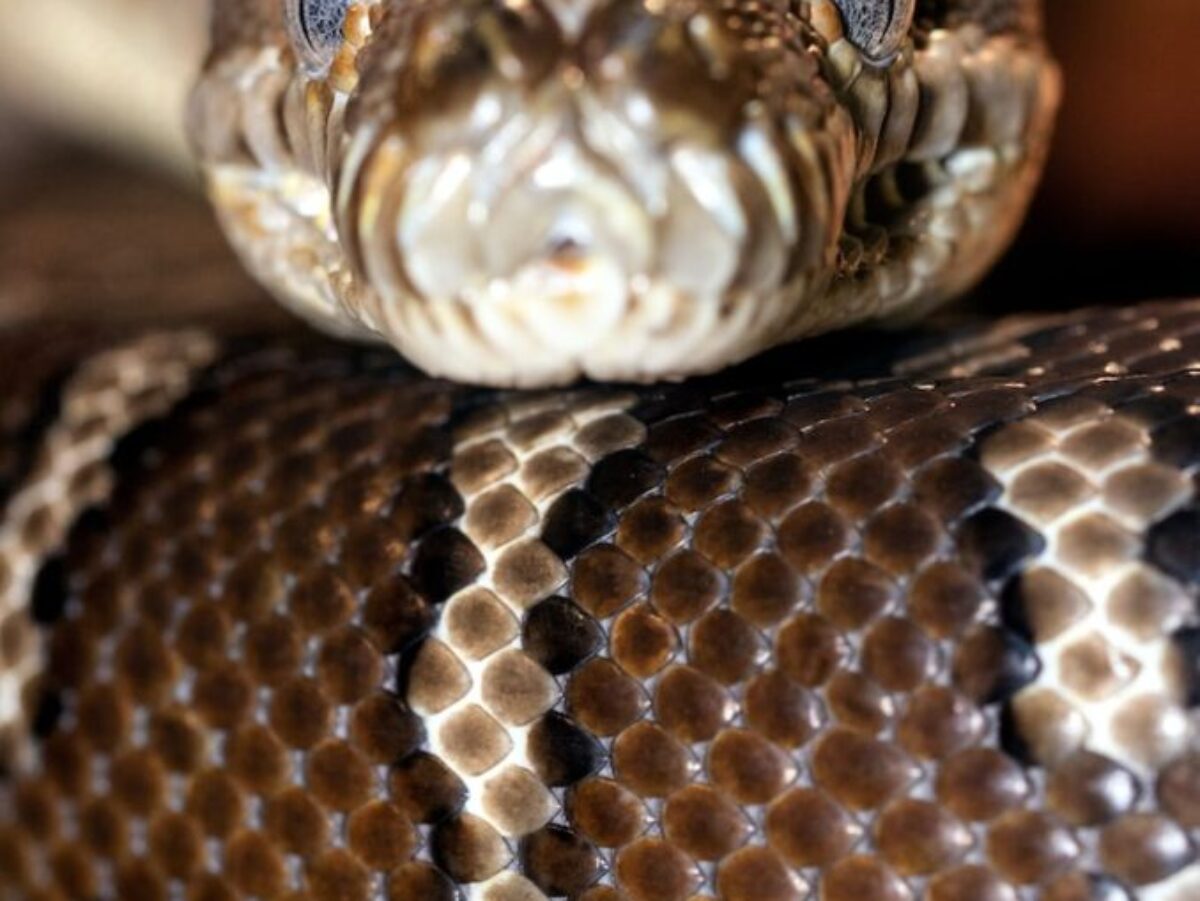 brown and white snake in close up photography
