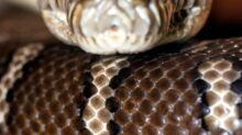 brown and white snake in close up photography