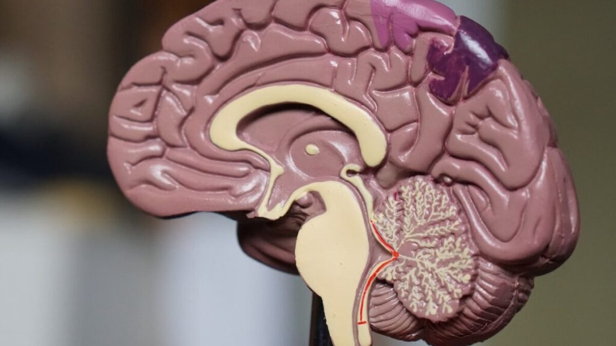 brown brain decor in selective-focus photography