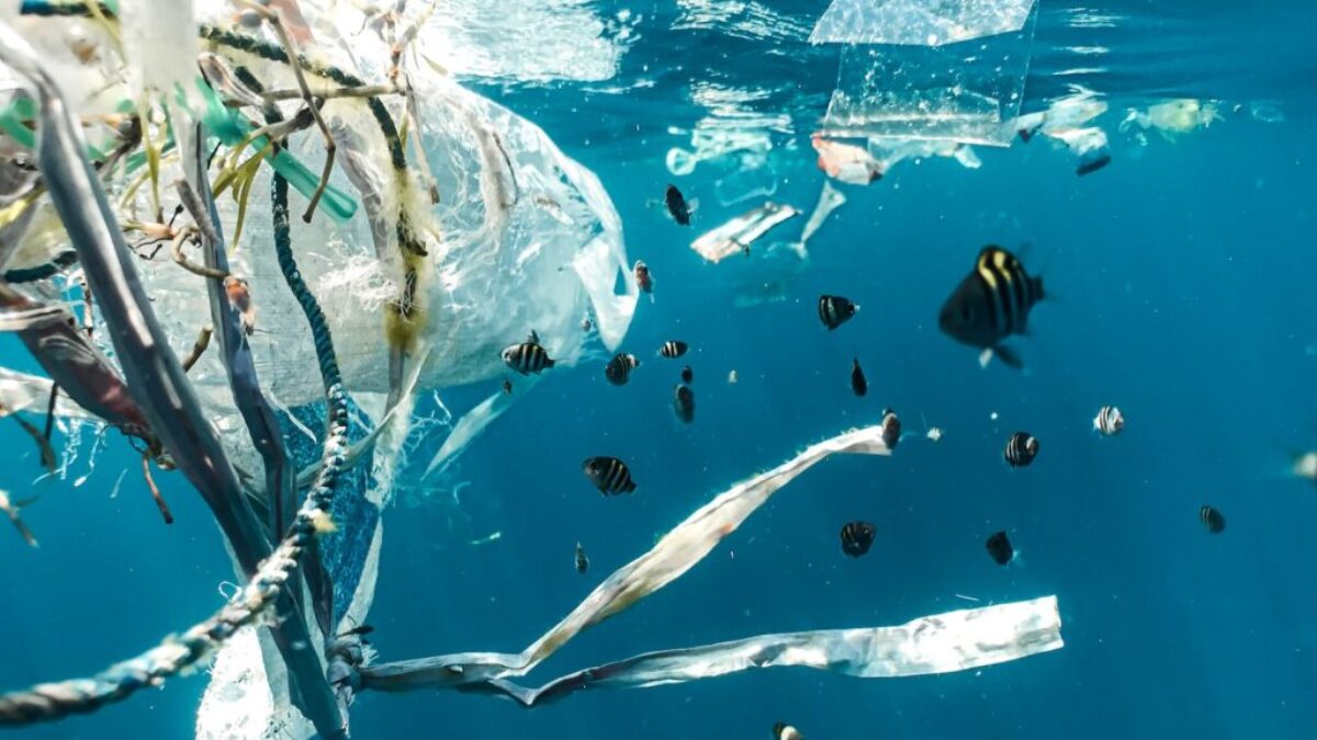 school of fish in water