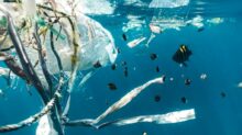 school of fish in water