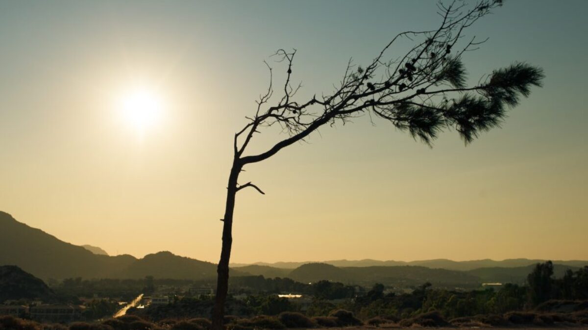 leafless tree on brown field during daytime