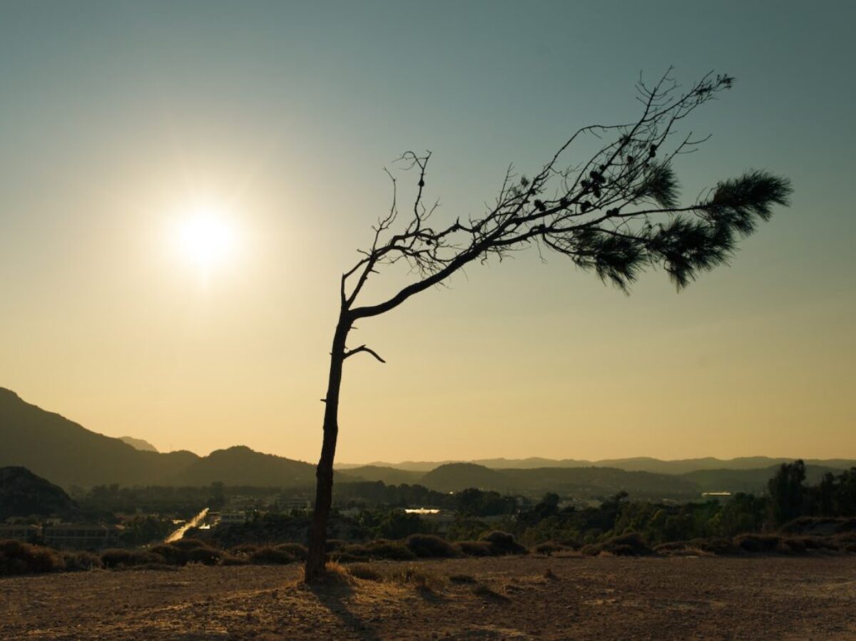 leafless tree on brown field during daytime