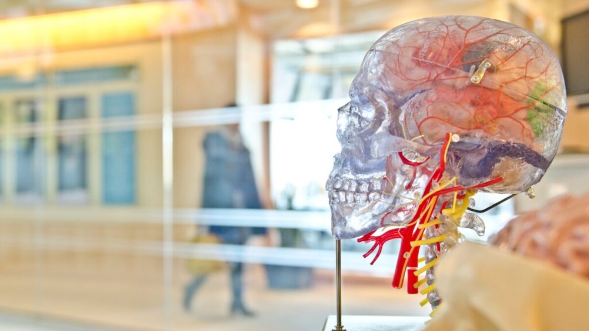 selective focus phot of artificial human skull
