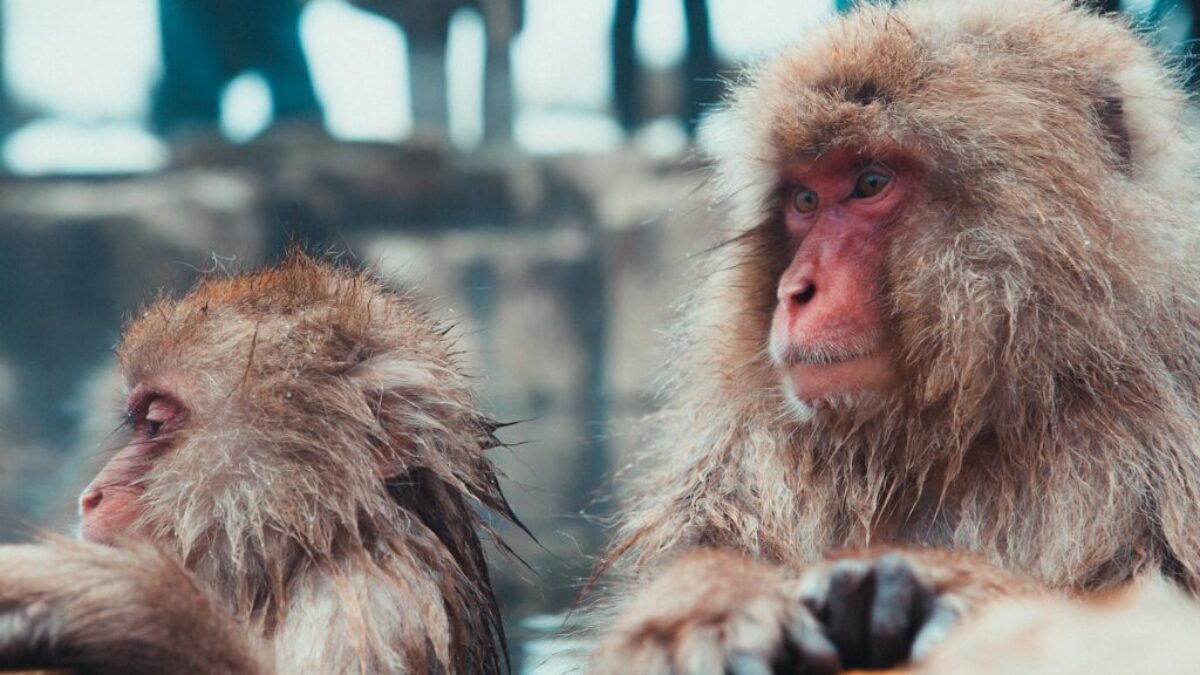 selective focus photography of two brown monkies