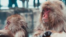 selective focus photography of two brown monkies
