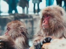 selective focus photography of two brown monkies