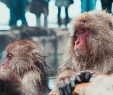 selective focus photography of two brown monkies