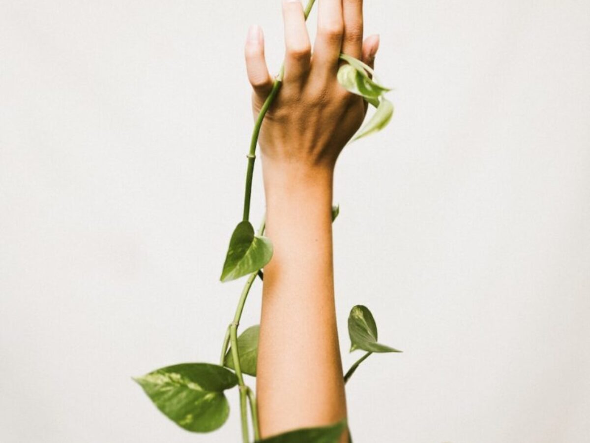 person holding ivy plant
