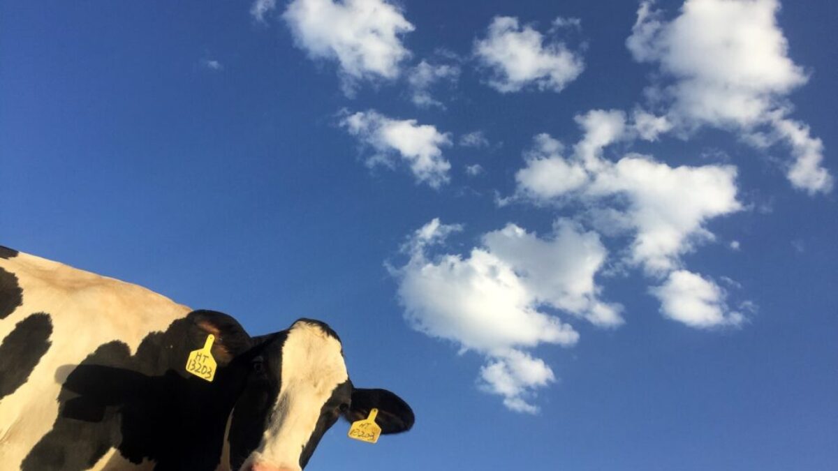 time lapse photography of cattle cow under clouds