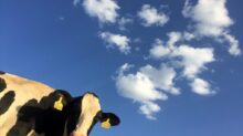 time lapse photography of cattle cow under clouds