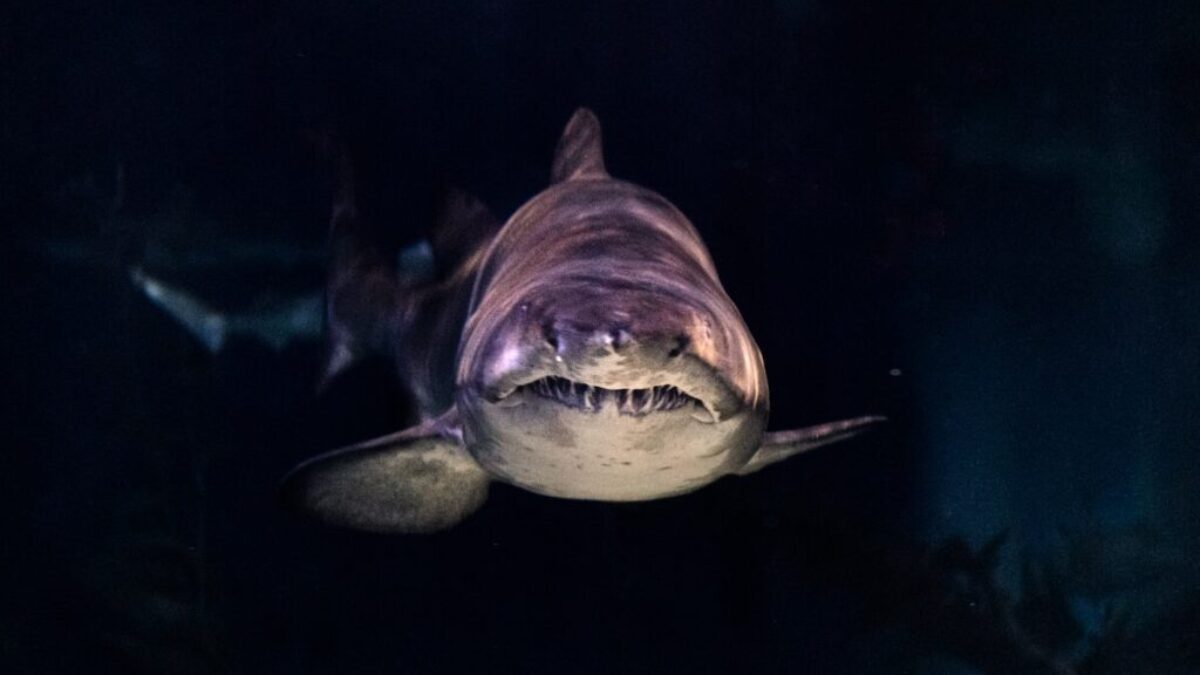 close-up of gray shark