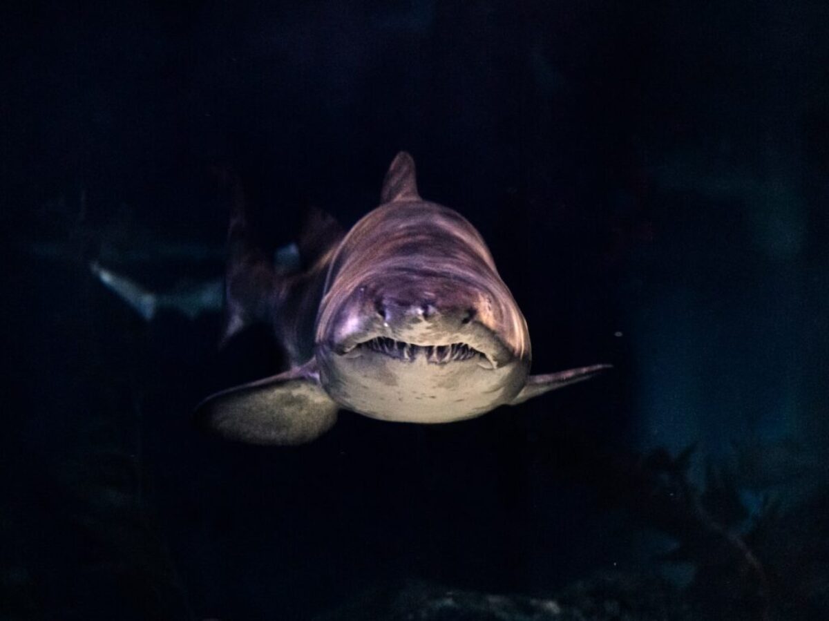 close-up of gray shark