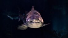 close-up of gray shark