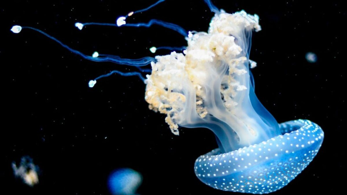 white and blue jellyfish swims under water