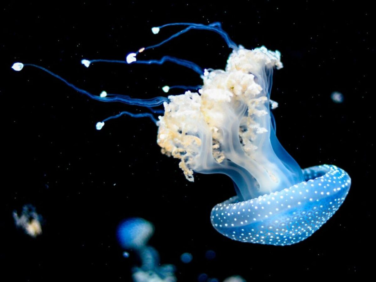 white and blue jellyfish swims under water