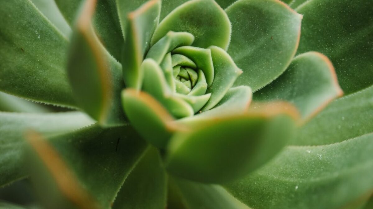 green succulent plant