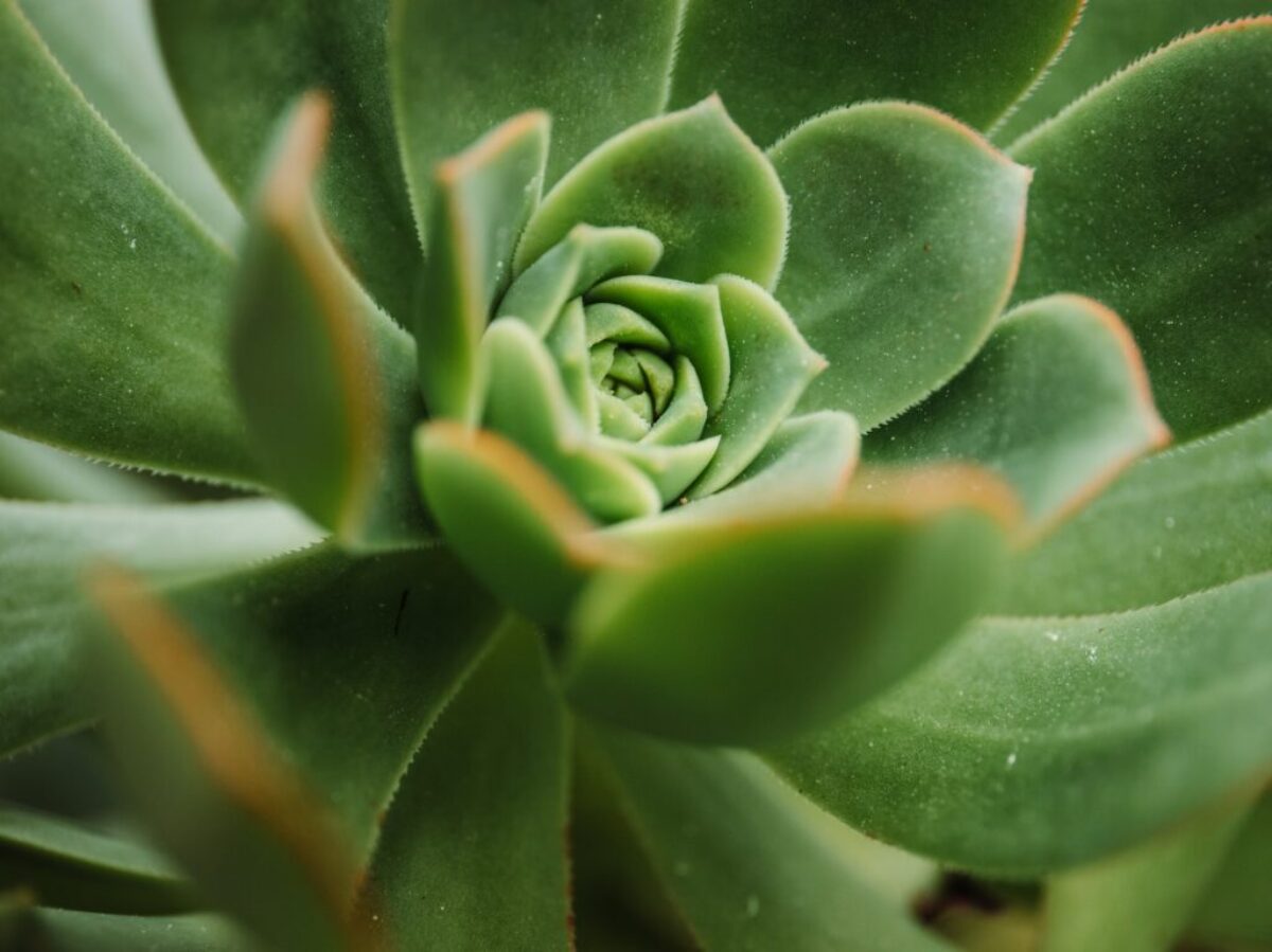green succulent plant