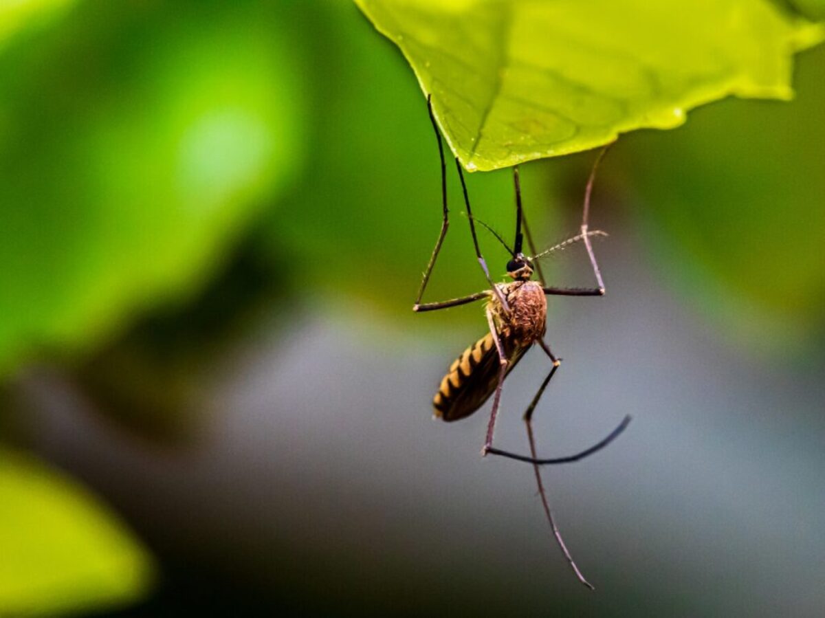 brown and black insect