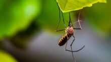 brown and black insect